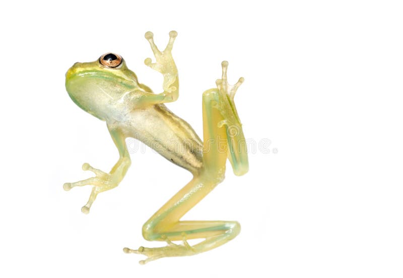 Baby Tree Frog Belly stock photo. Image of suction, frog 10798650