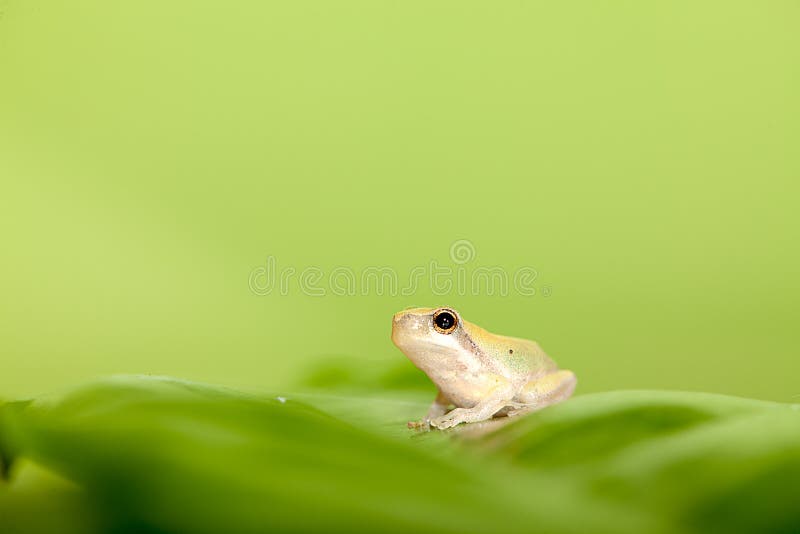 827 Baby Frogs Stock Photos - Free & Royalty-Free Stock Photos from  Dreamstime