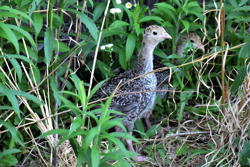 179 Baby Turkeys Photos Free Royalty Free Stock Photos From Dreamstime 179 Baby Turkeys Photos Free Royalty Free Stock Photos From Dreamstime