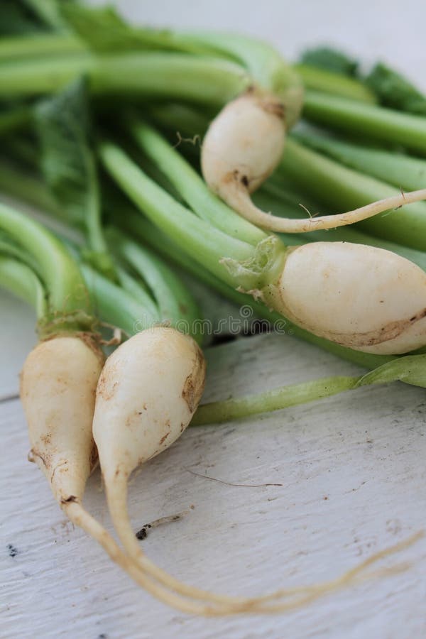 Baby Turnips Wooden Background Stock Photos Free & RoyaltyFree Stock Photos from Dreamstime