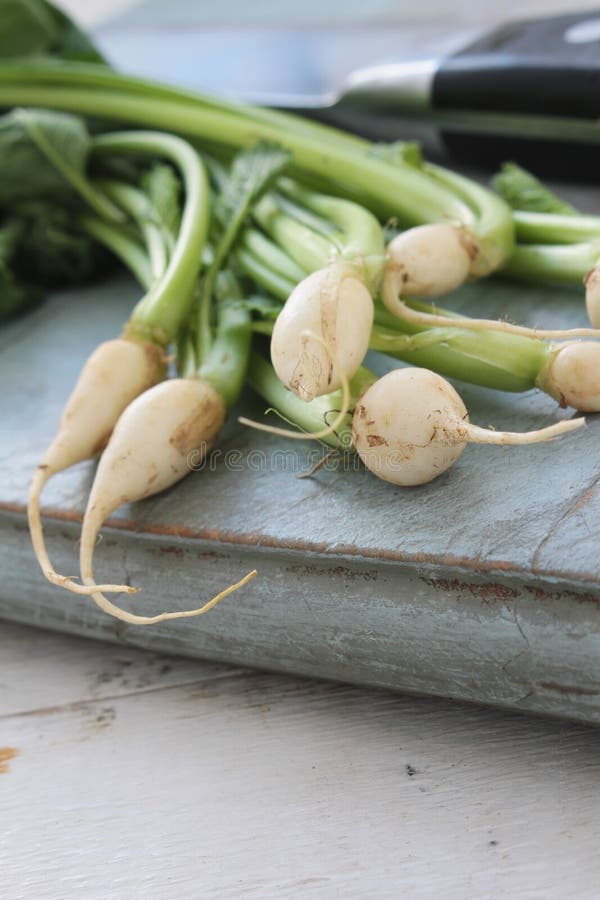 Baby turnips on soil stock image. Image of vegetarian 8514069