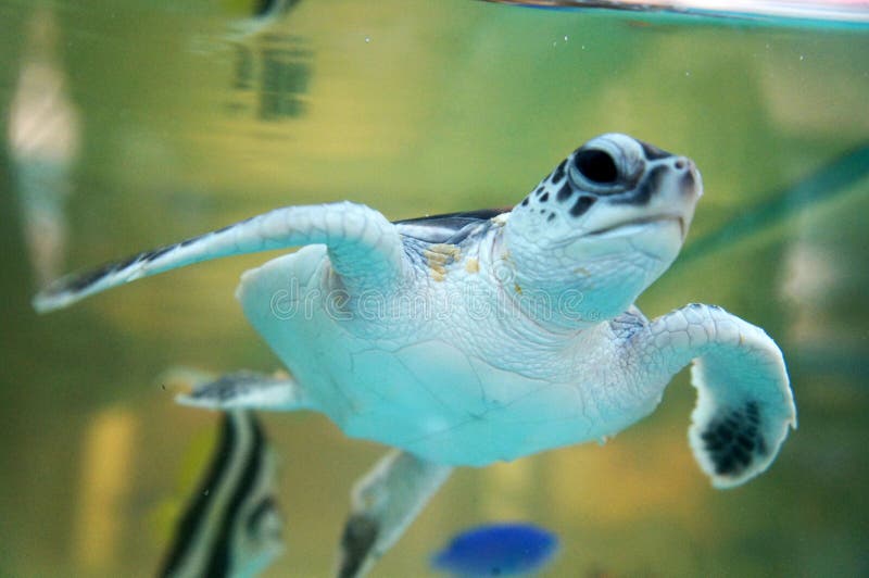 Baby Turtle Keep in the Breeding Aquarium. Stock Image Image of breed