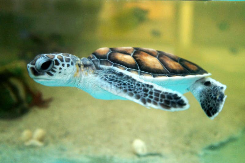 Baby Turtle Keep in the Breeding Aquarium. Stock Photo Image of color, green 139094802