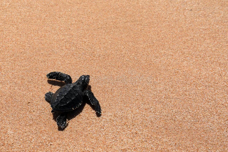 Turtle Beaches Sri Lanka