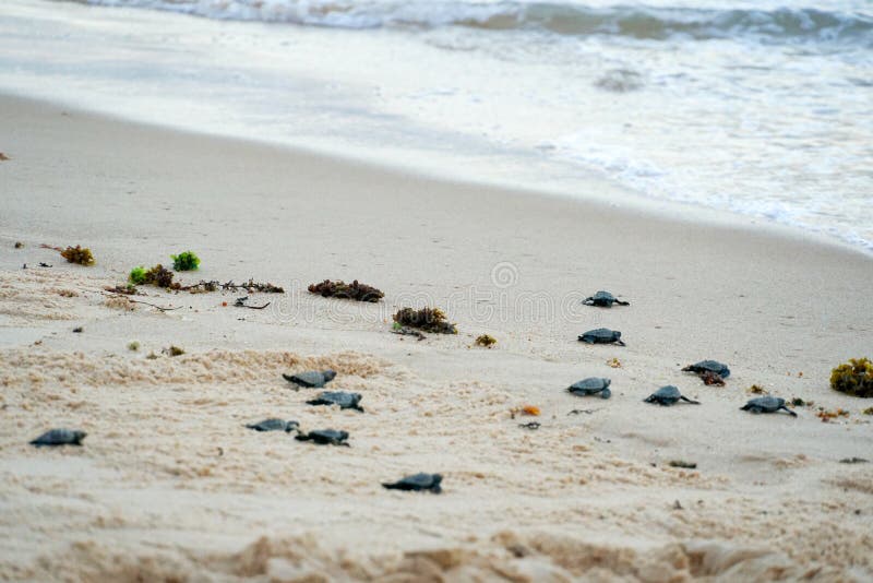 Baby turtles doing their first steps to the ocean