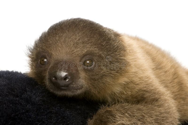 Baby Two-toed sloth (4 months) royalty free stock image Baby Two-toed sloth (4 months) royalty free stock image