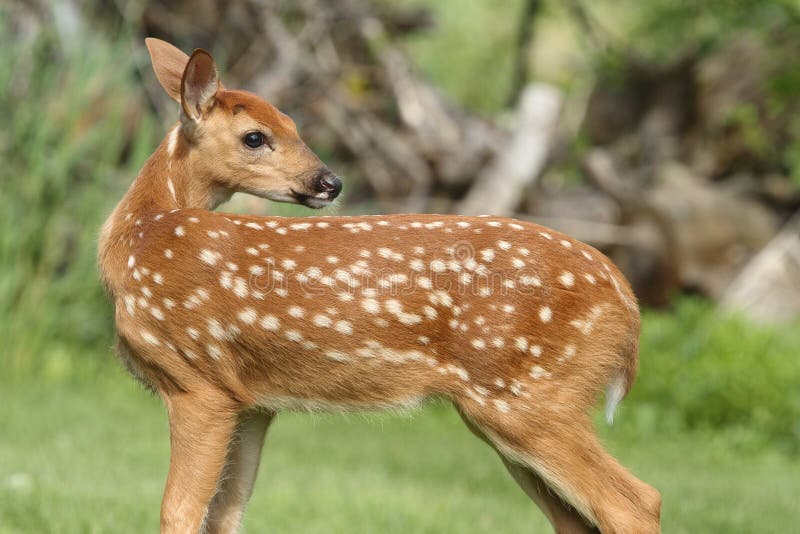 Baby van wit-De steel verwijderde Herten & x28; Odocoileus virginianus& x29; royalty-vrije stock foto Baby van wit-De steel verwijderde Herten & x28; Odocoileus virginianus& x29; royalty-vrije stock foto