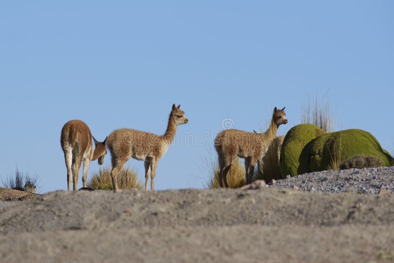 Baby Vicuna on the Altiplano, Chile