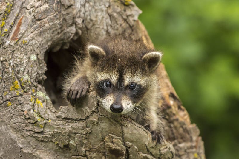 A baby raccoon peeks out of a hole in a tree. A baby raccoon peeks out of a hole in a tree.