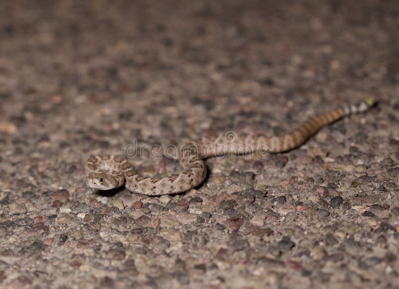 baby eastern diamondback rattlesnake