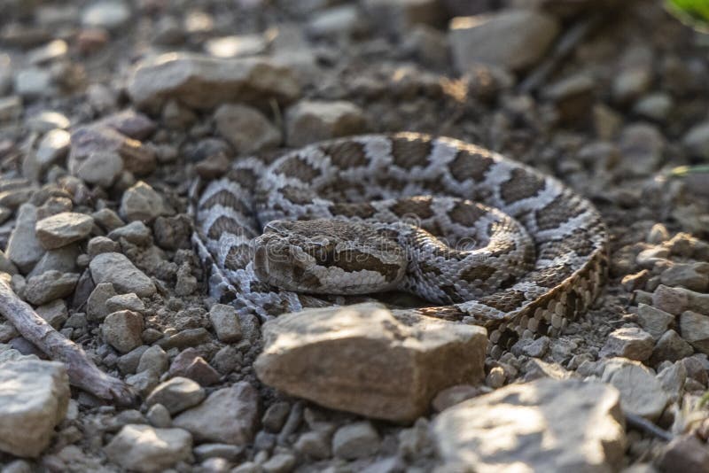 baby eastern diamondback rattlesnake