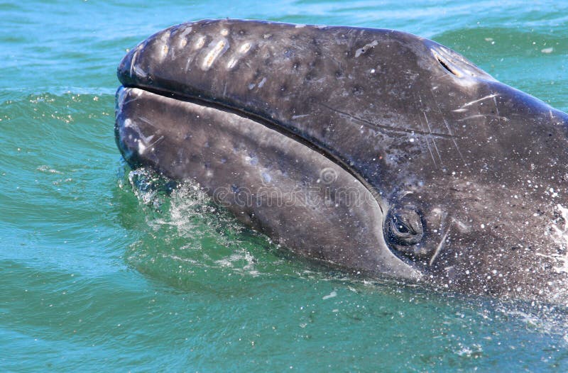 Baby whale with eye visible as he swims in Baja  Mexico