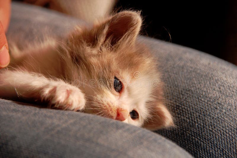 Baby Beautiful Domestic Cat Relaxing Stock Photo - of home, kitty: 217390316