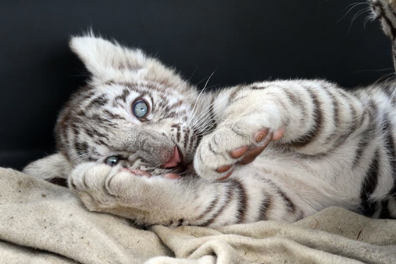 Baby white bengal tiger