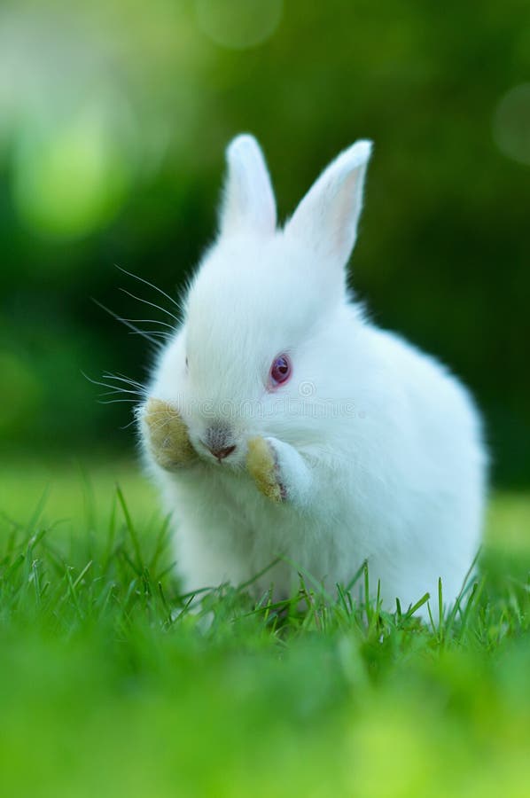 Baby white rabbit in grass stock image. Image of hare 39774813
