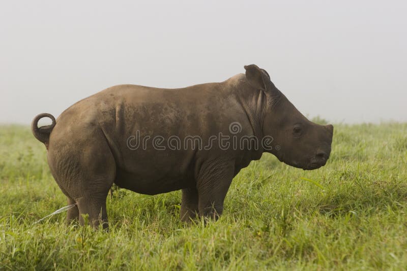 Baby White Rhino