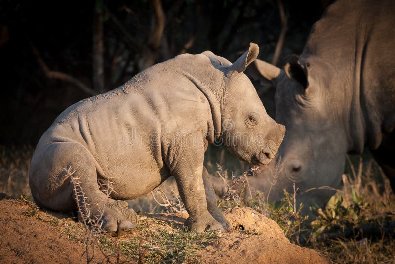 Baby White Rhino sitting down Kruger park South Africa