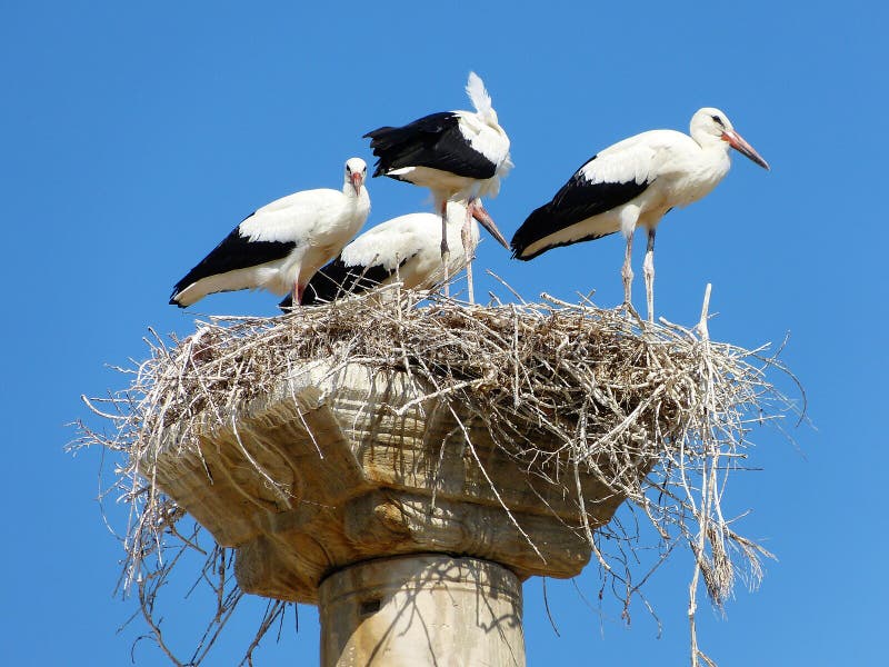 Baby white storks (Ciconia ciconia) on an ancient column used as a nest platform in Selcuk, Turkey
