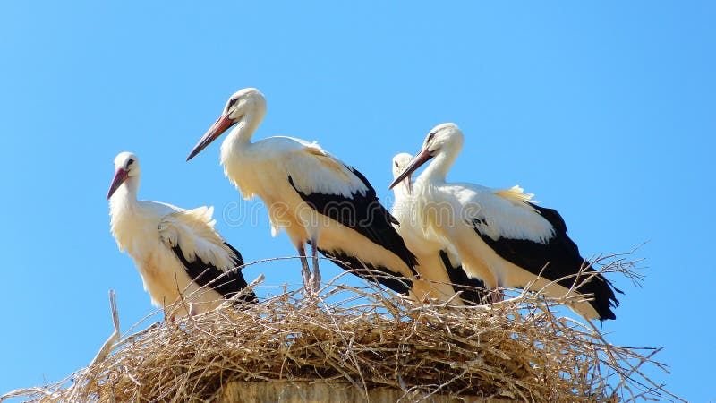 Baby white storks (Ciconia ciconia) on an ancient column used as a nest platform in Selcuk, Turkey