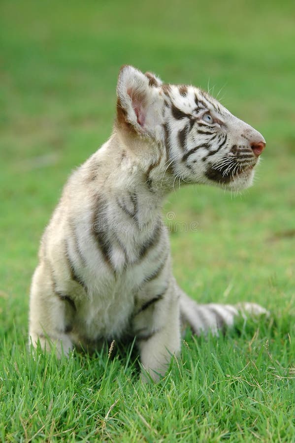 Baby white tiger