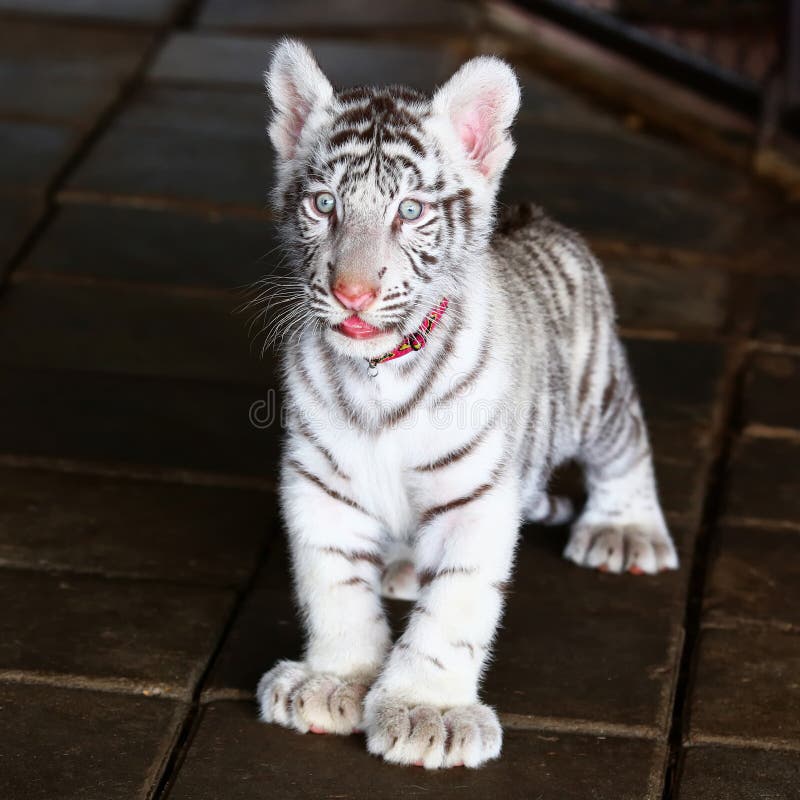 Baby white tiger looking stock image. Image of portrait 35166621