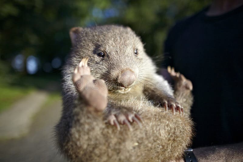 Baby wombat australia