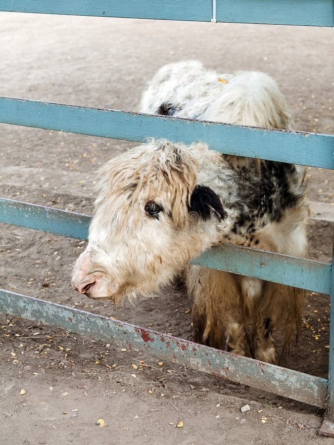 311 Baby Yak Stock Photos Free & RoyaltyFree Stock Photos from