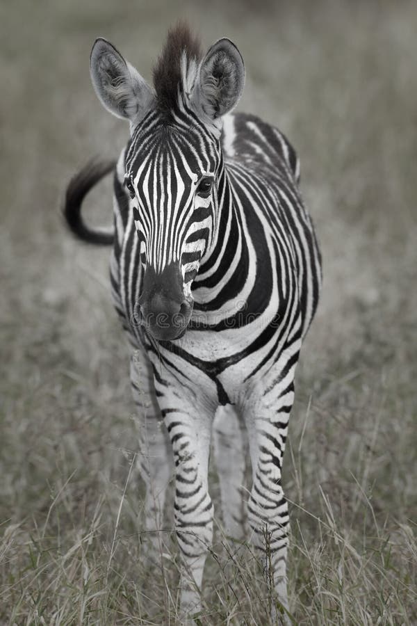 Baby Zebra