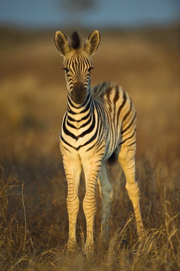 Baby Zebra