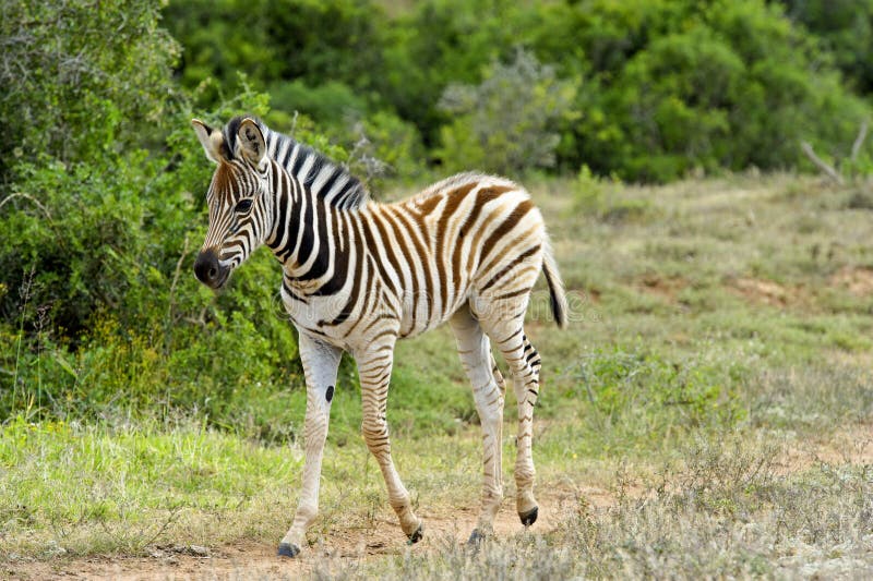 Baby Zebra