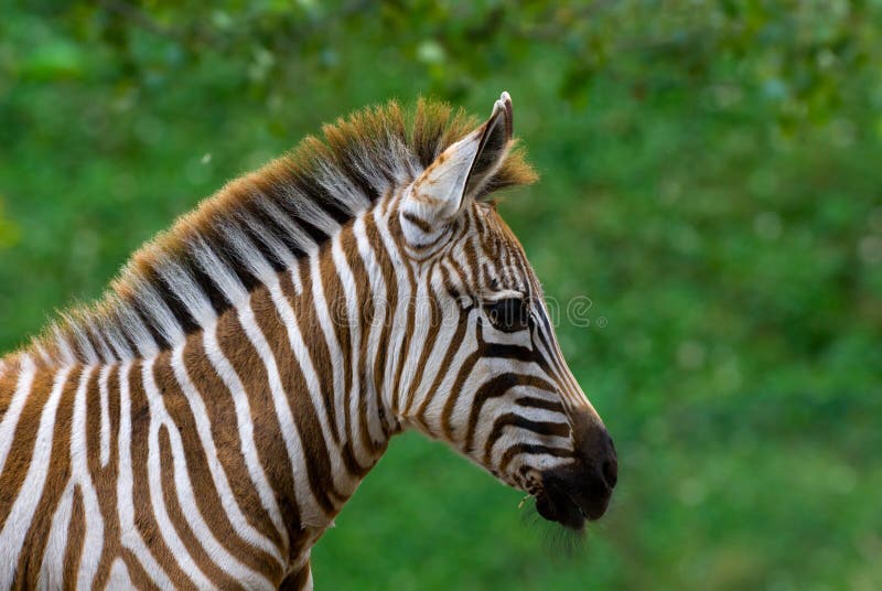 Baby zebra