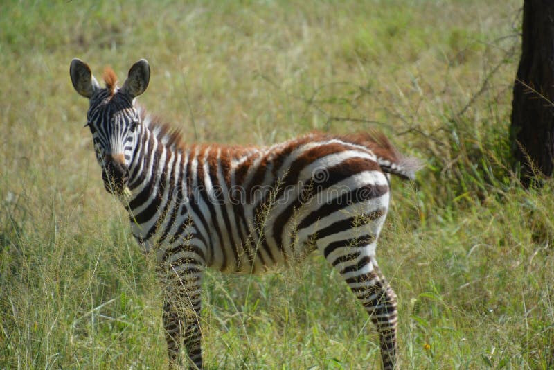 Baby Zebra on the Plains of Africa. Stock Image Image of plains
