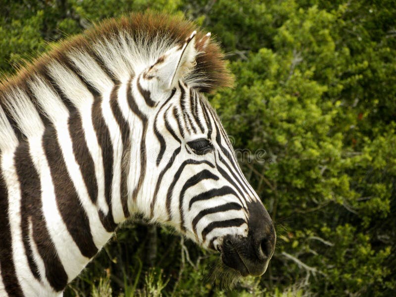 baby zebra baby zebra