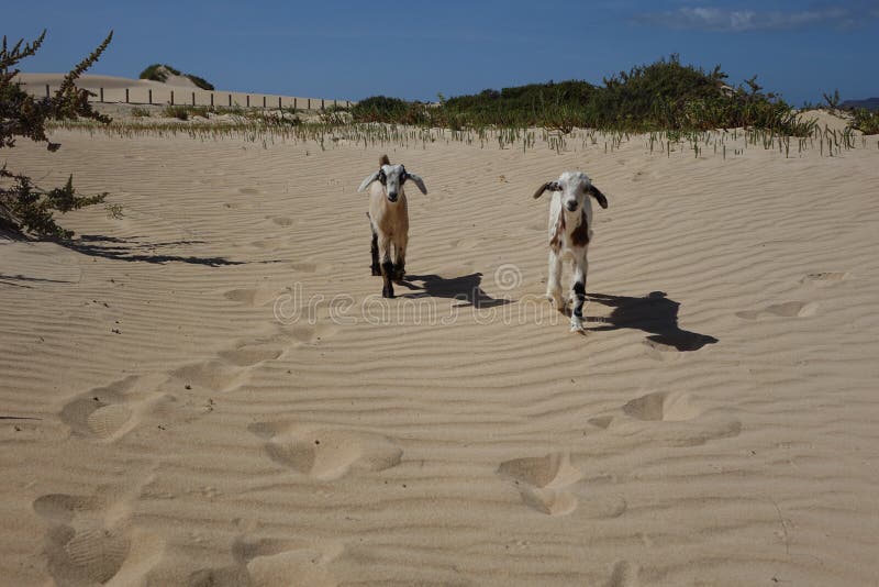 Baby-Ziegen in den Naturparksanden in Corralejo-Dünen, Fuerteventura, Las Palmas, Kanarienvogel-Inseln, Spanien stockfotografie Baby-Ziegen in den Naturparksanden in Corralejo-Dünen, Fuerteventura, Las Palmas, Kanarienvogel-Inseln, Spanien stockfotografie