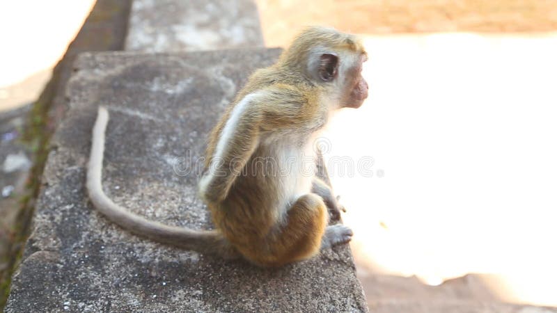 Babyaap in Sigiriya, een oud die paleis in het centrale Matale-District wordt gevestigd