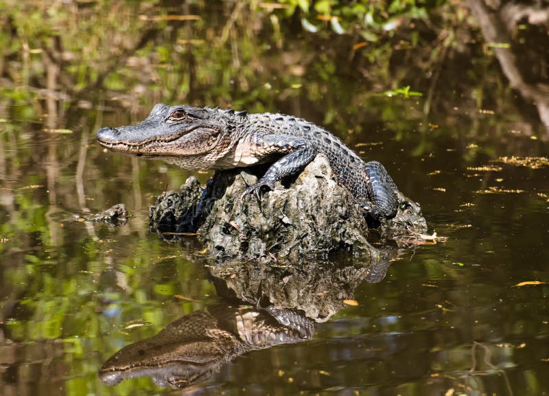 Babyalligator, der mitten in dem Sumpf liegt stockfotografie Babyalligator, der mitten in dem Sumpf liegt stockfotografie