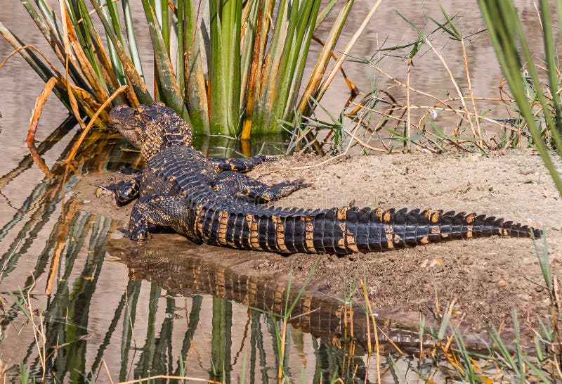 Babyamerikan alligator som reflekterar i solljuset royaltyfria bilder
