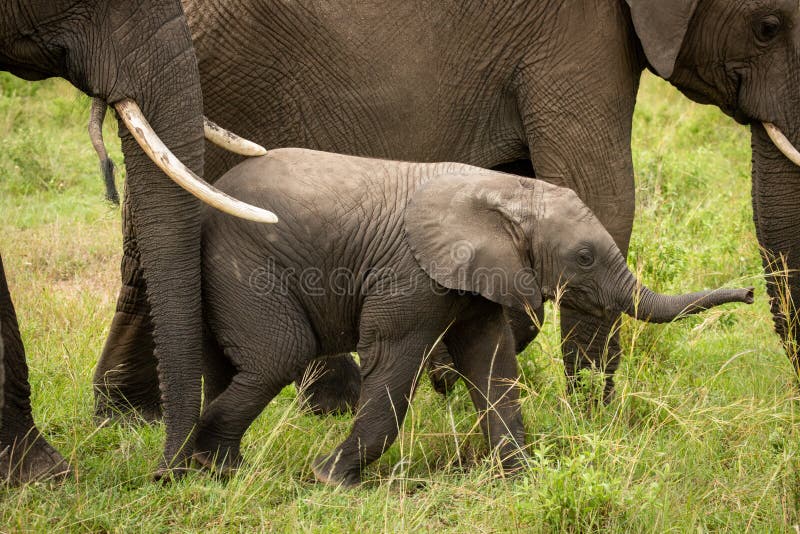 Babyelefant erhält vorwärts durch Mutter getrieben lizenzfreies stockbild Babyelefant erhält vorwärts durch Mutter getrieben lizenzfreies stockbild