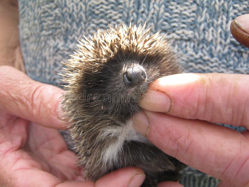 Babyigeles in den menschlichen Händen stockbild Babyigeles in den menschlichen Händen stockbild