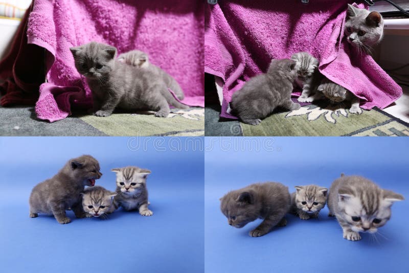 Babykätzchen, die auf malvenfarbenem Hintergrund, multicam spielen stockfoto Babykätzchen, die auf malvenfarbenem Hintergrund, multicam spielen stockfoto