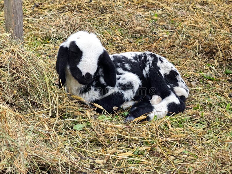 Babylamm auf einem Strohbett. stockbilder