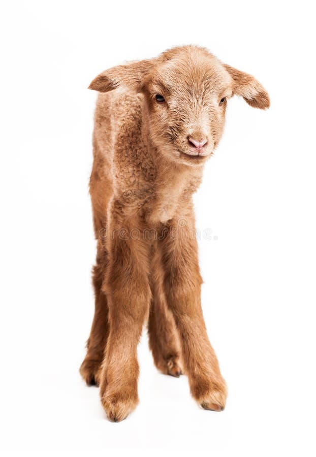 Babylamm lokalisiert auf weißem Hintergrund stockfotos Babylamm lokalisiert auf weißem Hintergrund stockfotos