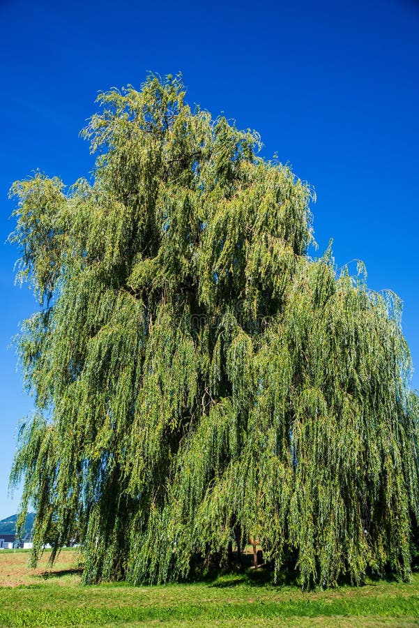 Chinese Corkscrew Willow Tree