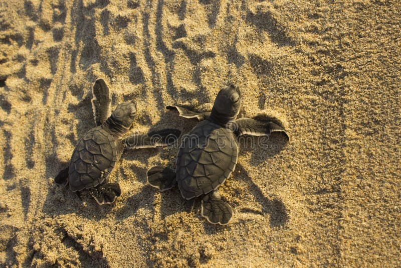 Two rescued baby sea turtles on the sand at sunset, heading toward the ocean. Two rescued baby sea turtles on the sand at sunset, heading toward the ocean.