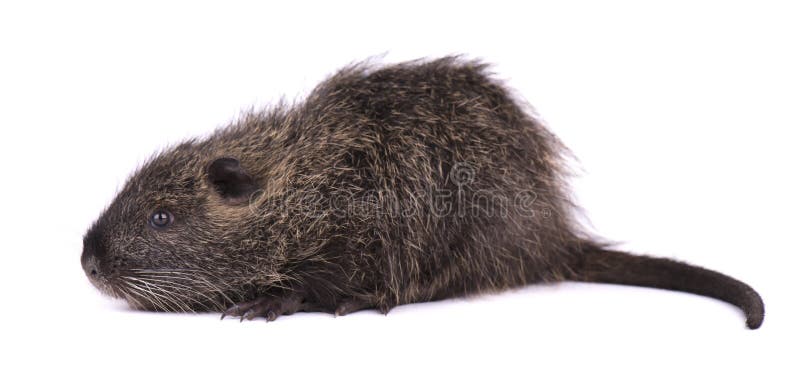 Babynutria op witte achtergrond wordt geïsoleerd die Één bruine geïsoleerde coypus van coypumyocastor stock afbeelding Babynutria op witte achtergrond wordt geïsoleerd die Één bruine geïsoleerde coypus van coypumyocastor stock afbeelding