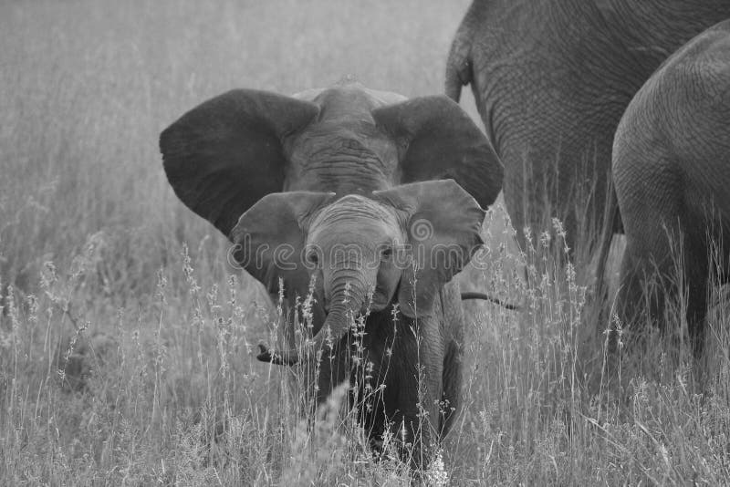 Babyolifant op gebied met zijn familie royalty-vrije stock foto Babyolifant op gebied met zijn familie royalty-vrije stock foto