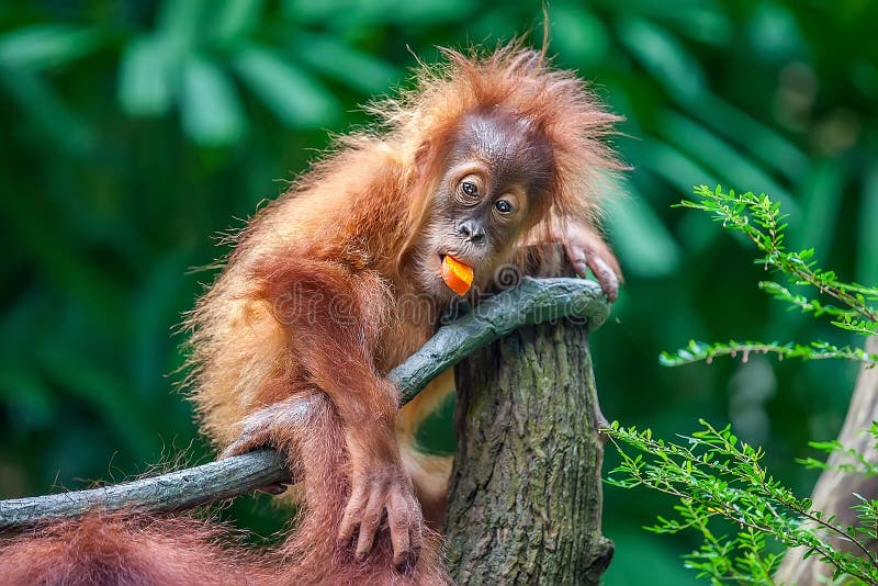 Babyorangoetan die fruit eten stock foto Babyorangoetan die fruit eten stock foto