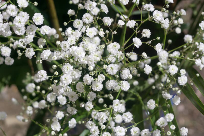 2,894 Babys Breath Stock Photos - Free & Royalty-Free Stock Photos from  Dreamstime