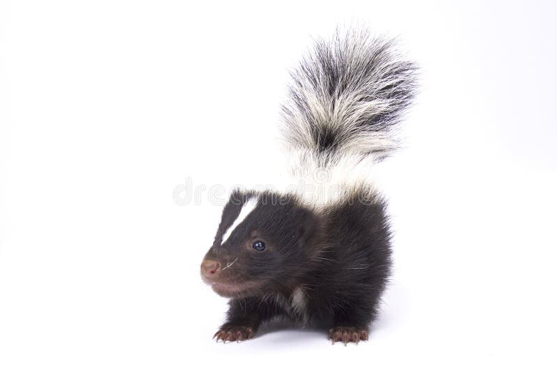 Babystreifenskunk, Mephitis Mephitis lizenzfreie stockfotos Babystreifenskunk, Mephitis Mephitis lizenzfreie stockfotos