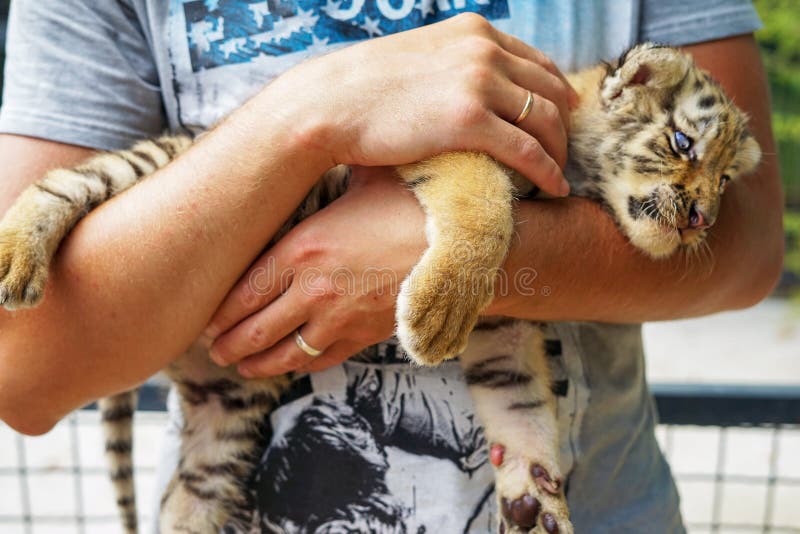 Babytiger liegt und erhält Vergnügen dass sein streichender Mann räuberische Katze des Jungen in den Händen des Mannes stockbilder Babytiger liegt und erhält Vergnügen dass sein streichender Mann räuberische Katze des Jungen in den Händen des Mannes stockbilder